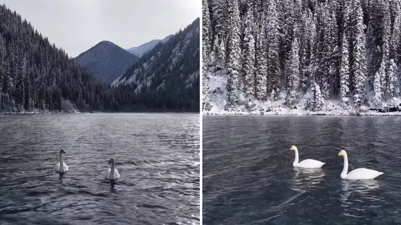"Это знак!": уникальные кадры с лебедями на Кольсайских озерах восхитили Казнет