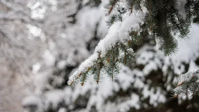 Снег, снегопад, зима, холод, мороз, заморозки, фото - Новости Zakon.kz от 21.11.2025 20:06