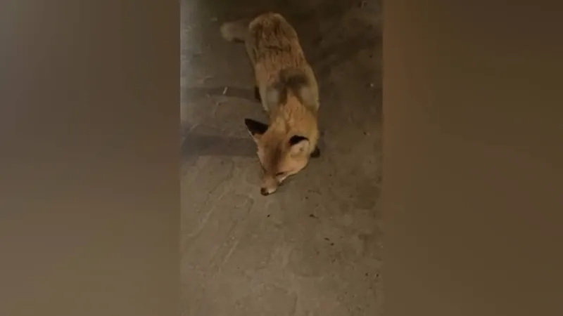 Дикая лиса укусила жительницу Костанайской области: в регионе создали рабочую группу