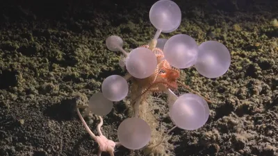 Исследования, существо, вода, фото - Новости Zakon.kz от 10.11.2025 03:59