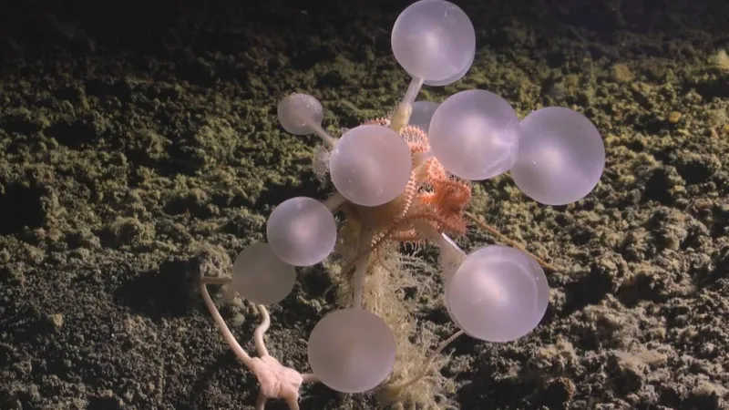 "Шар смерти": в водах Антарктиды обнаружили 30 новых существ