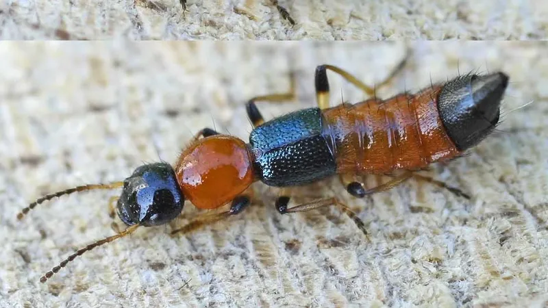 Туристов предупреждают о ядовитых жуках во Вьетнаме