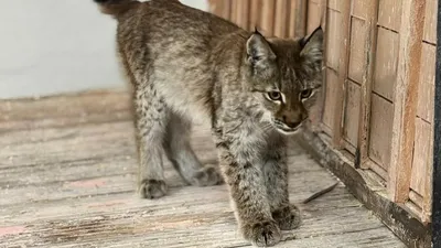 детеныш рыси в Семее, фото - Новости Zakon.kz от 10.11.2025 13:17