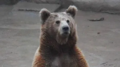 редкий медведь попал в фотоловушку в Казахстане, фото - Новости Zakon.kz от 10.11.2025 19:06