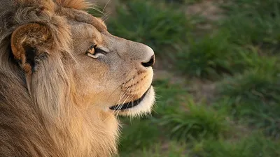 в Ирландии собаку приняли за льва, фото - Новости Zakon.kz от 10.11.2025 18:26