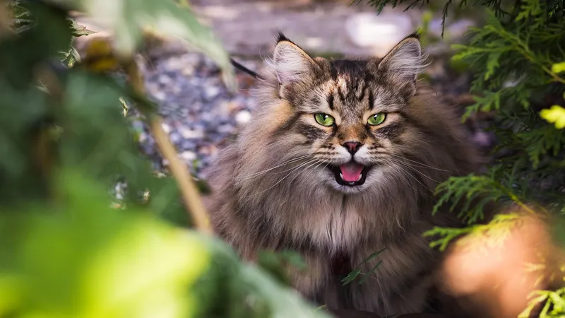 Идеальные кошки для семьи: 6 пород, которые любят детей