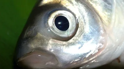 рыба, фото - Новости Zakon.kz от 10.11.2025 10:20