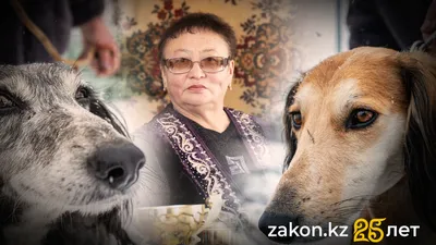 Анар Казакбаева, заводчица, область Жетысу, собака тазы, фото - Новости Zakon.kz от 11.11.2025 09:26