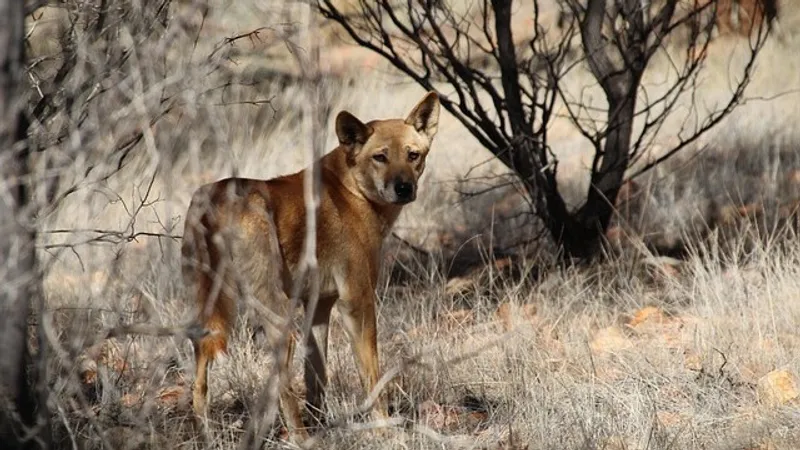 Главного наземного хищника Австралии хотят сделать домашним животным