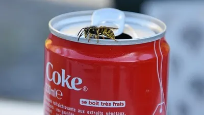 Работа в Coca-Cola , фото - Новости Zakon.kz от 11.11.2025 07:33