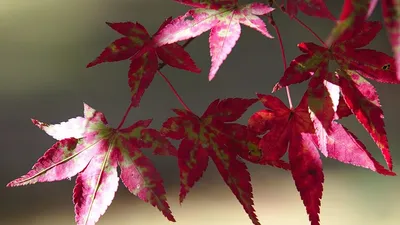 Гороскоп на 11 ноября, фото - Новости Zakon.kz от 11.11.2025 07:50