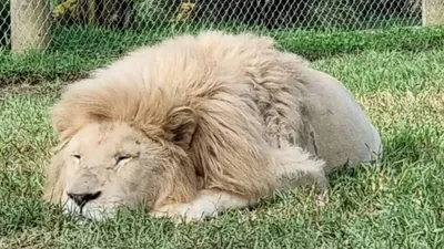 зоопарк Камо борется за жизнь пожилых львов, фото - Новости Zakon.kz от 10.11.2025 21:36