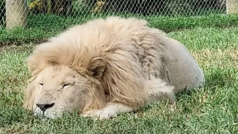 Зоопарк просит фермеров пожертвовать лошадей и коров для пожилых львов в Новой Зеландии
