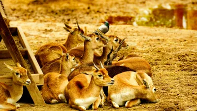 джейран, Алматинская область, охота, фото - Новости Zakon.kz от 11.11.2025 16:25