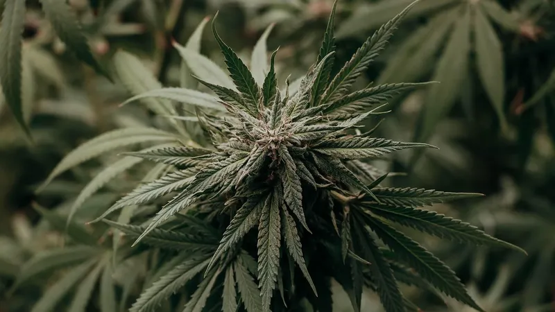 Утверждены правила промышленной переработки конопли