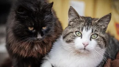 Кошки на криптоферме в Китае, фото - Новости Zakon.kz от 13.11.2025 02:30