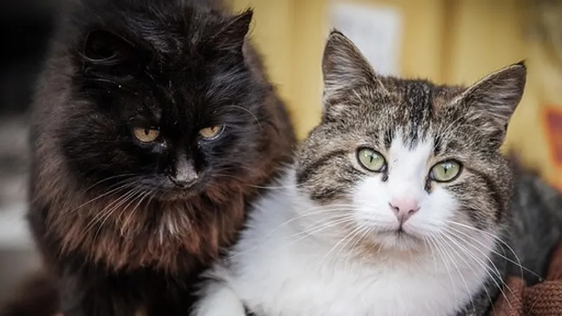 Кошки разорили криптоферму в Китае