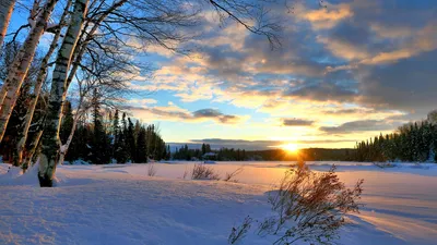 деревья, солнце, зима, фото - Новости Zakon.kz от 12.11.2025 15:07