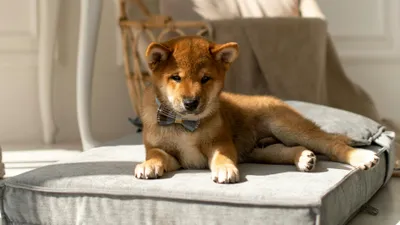 собака, квартира, фото - Новости Zakon.kz от 13.11.2025 12:41