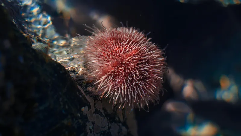 Биологи назвали морское существо, у которого мозг расположен по всему телу