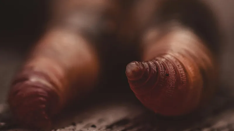 Размножающиеся двухголовые черви ошеломили биологов