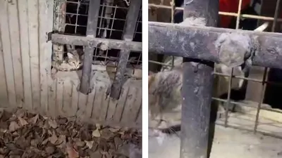 Кошка в ловушке: спасатели пришли на помощь пушистому "заложнику"