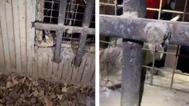 Кошка в ловушке: спасатели пришли на помощь пушистому "заложнику"