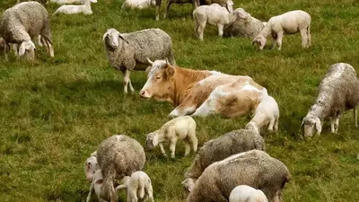 Корова сбежала с бойни и примкнула к овцам, фото - Новости Zakon.kz от 15.11.2025 02:25