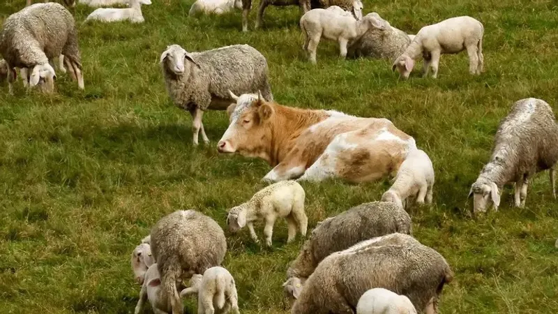В Германии корова сбежала от мясника и притворилась овцой