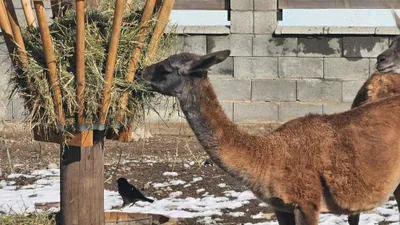 Подкормка диких животных в Казахстане, фото - Новости Zakon.kz от 09.01.2026 05:00