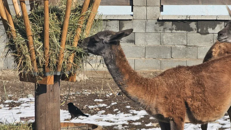 Диких животных в Казахстане подкармливают лесники