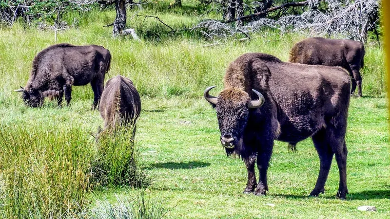 Момент нападения бизона на американских туристов попал на видео