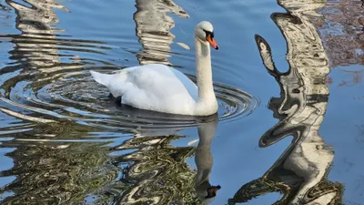 Раненный лебедь в Актау, фото - Новости Zakon.kz от 02.02.2026 06:40