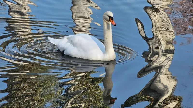 Раненого лебедя спасают в Актау