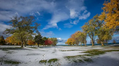 деревья, снег, погода, фото - Новости Zakon.kz от 14.11.2025 14:39