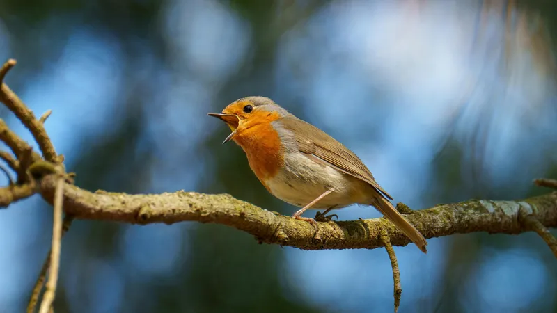 Ученые выяснили, почему птицы громко поют каждое утро