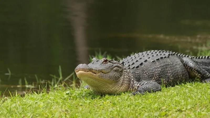 Семейная пара американцев убила огромного аллигатора ради коврика и сосисок