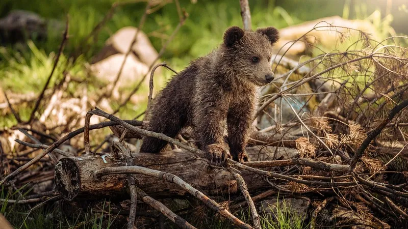 По следам косолапого: почему медведи в Казахстане недостаточно изучены