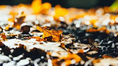 листья, осень, погода, фото - Новости Zakon.kz от 17.11.2025 15:15