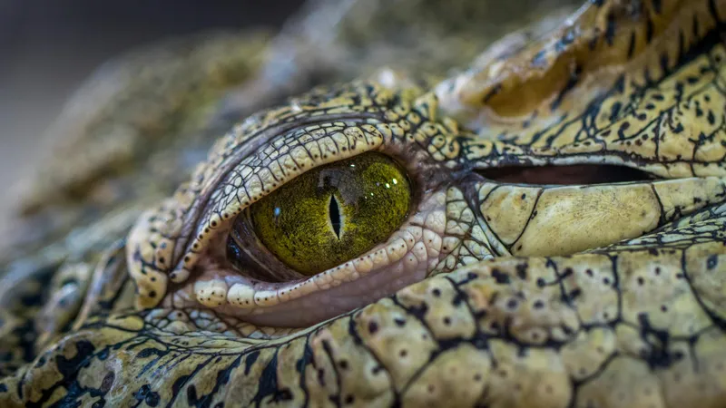 В Бразилии нашли крокодила, который жил еще до появления динозавров