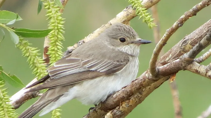 National Geographic на минималках: фотоохотник собрал уникальный архив снимков птиц Прииртышья