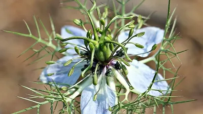 как черный тмин борется с ожирением, фото - Новости Zakon.kz от 18.11.2025 21:33