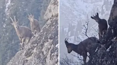 горные козлы, скала, фото - Новости Zakon.kz от 19.11.2025 11:53