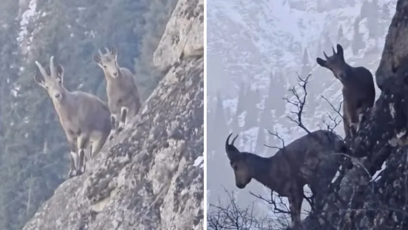 Редкая встреча с горными козлами: уникальное видео с высот Алматинского заповедника