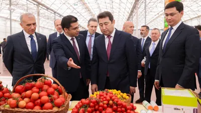 Урожай томатов в теплице, фото - Новости Zakon.kz от 20.11.2025 15:38