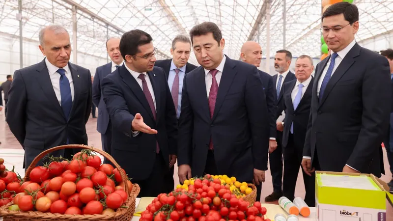 В Шымкенте получили первый урожай томатов в тепличном комплексе "Alsera KZ"