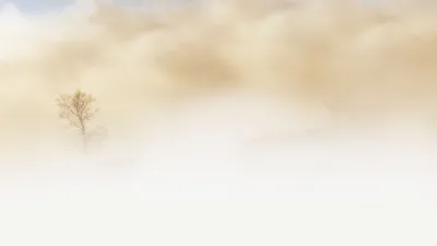дерево, туман, фото - Новости Zakon.kz от 20.11.2025 17:37
