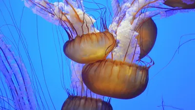 ядовитые медузы, укус медуз, фото - Новости Zakon.kz от 20.11.2025 19:56