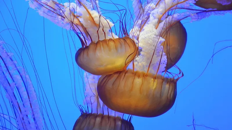 Медуза убила двухлетнего мальчика в Малайзии