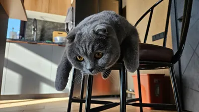 кот, кухня, фото - Новости Zakon.kz от 20.11.2025 15:48